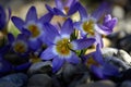 Closeup of flowers of Crocus sieberi subsp. sublimis \'Tricolor\' in a garden in spring Royalty Free Stock Photo