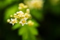 Closeup flowers of cutleaf stefanandra Royalty Free Stock Photo