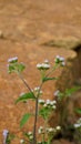 Ageratum conyzoides also known as Tropical whiteweed, Bastard argimony, Floss flower, Goat weed etc