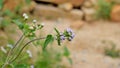 Ageratum conyzoides also known as Tropical whiteweed, Bastard argimony, Floss flower, Goat weed etc