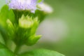 Closeup flowers in nature it soft focus for background concept. Royalty Free Stock Photo