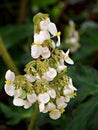 Flowers of Never never plant ,Ctenanthe fishbone prayer plant