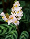 Flowers of Never never plant ,Ctenanthe fishbone prayer plant