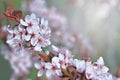 Closeup  on flowers of an ornamental prunus tree Royalty Free Stock Photo