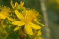 Closeup of the flowers of perforate St John`s-wort