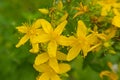 Closeup of the flowers of perforate St John`s-wort