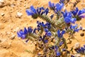 Closeup of flowers in the  Sahara Desert in Tunisia Royalty Free Stock Photo