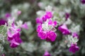 Closeup of flowers on a Texas silverleaf sage bush Royalty Free Stock Photo