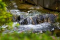 Closeup of flowing water over rocks in a garden water system Royalty Free Stock Photo