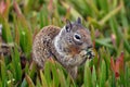 A closeup fluffy animal with varied fur named Spermophilus beecheyi is eating a juicy tuft of grass.