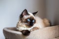 Closeup of a fluffy Birman cat laying in the bed