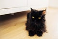 Closeup of fluffy black cat sitting on the floor in the room.