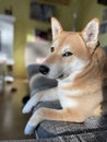 Closeup of the fluffy brown adorable Shiba Inu dog laying on the couch