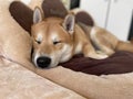 Closeup of the fluffy brown adorable Shiba Inu dog laying on its bed