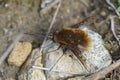 Closeup of the fluffy , cute dotted bee-fly , Bombylius discolor form Gard, France