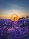 Closeup fluffy dandelion against vibrant sunset in the purple lavender field. Beautiful summer landscape, fragrant lavandula