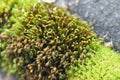 Closeup fluffy flowering moss on stone in autumn in mountains