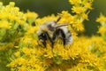 Closeup on a fluffy haired White-tailed bumblebee , Bombus lucorum on yellow Solidago flowers