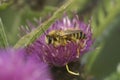 Closeup on a fluffy male Pantaloon bee, Dasypoda hirtipes, sitting on a purple knapweed flower Royalty Free Stock Photo