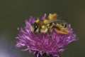 Closeup on a fluffy female Pantaloon bee, Dasypoda hirtipes, sitting on a purple knapweed flower Royalty Free Stock Photo