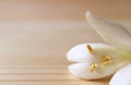 Fluffy Petal of a Pure White Millingtonia Flower Isolated on Wooden Background Royalty Free Stock Photo