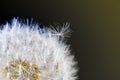 Closeup of fluffy seeds on common dandelion flower head on dark background. Taraxacum officinale Royalty Free Stock Photo