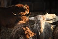 Closeup of fluffy sheep in a flock with sunlight