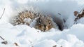 Closeup of a fluffy tail wrapped securely around an Arctic ground squirrel as it hunkers down in its snow burrow to stay