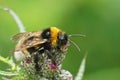 Closeup on a fluffy vestal cuckoo bumblebee, Bombus vestalis , sitting on a closed thistle flowerbud Royalty Free Stock Photo