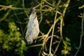 Cocoon of a moth caterpillar