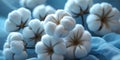 Closeup of Fluffy White Organic Cotton Bolls on Blue Textile Royalty Free Stock Photo