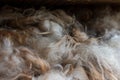Closeup of Fluffy Wool Fibers Drying