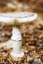 Closeup fly-agaric in autumn Royalty Free Stock Photo