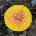 Closeup Fly-agaric of a bright and red cap, a poisonous fungus. Royalty Free Stock Photo