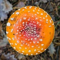 Closeup Fly-agaric of a bright and red cap, a poisonous fungus. Royalty Free Stock Photo