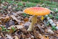 Closeup Fly-agaric of a bright and red cap, a poisonous fungus. Royalty Free Stock Photo