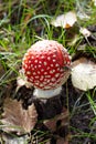 Closeup of fly agaric mushroom Royalty Free Stock Photo