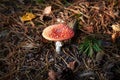 Closeup of fly agaric mushroom Royalty Free Stock Photo