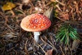 Closeup of fly agaric mushroom Royalty Free Stock Photo