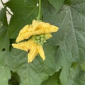 Closeup of a fly on the blooming yellow luffa flowers and fresh new buds with green big leaves in the garden