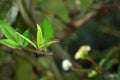 Closeup of a fly on a green leaf on a branch under the sunlight with a blurry background Royalty Free Stock Photo