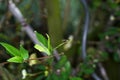 Closeup of a fly on a green leaf on a branch under the sunlight with a blurry background Royalty Free Stock Photo