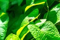 Closeup of a fly on a green leaf in a field under the sunlight with a blurry background Royalty Free Stock Photo