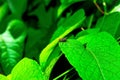 Closeup of a fly on a green leaf in a field under the sunlight with a blurry background Royalty Free Stock Photo