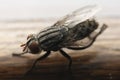 Closeup Fly Royalty Free Stock Photo