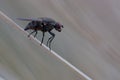 Closeup of a fly on a plant stem. Muscoidea.