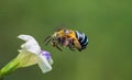 Blue striped bee Royalty Free Stock Photo