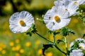 Closeup of a Flying Honey Bee Near a White Prickly Poppy Wildflower