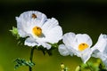 Closeup of a Flying Honey Bee on a White Prickly Poppy Wildflower Blossom in Texas