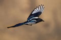 Closeup of a flying magpie on a blurred background in Yakima Canyon, WA